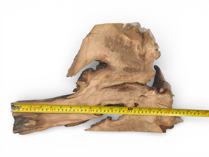 Overhead view of an irregularly shaped wild cherry wood slab with a tape measure showing its dimensions.