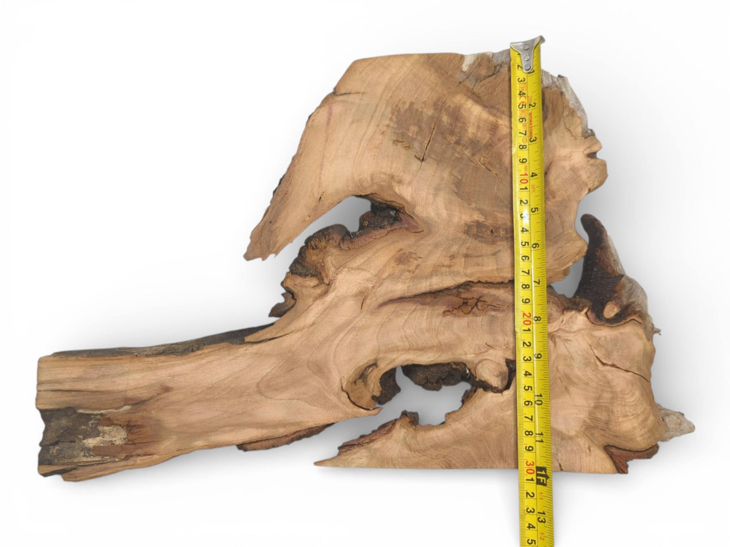 An unusually shaped wild cherry wood section laid flat with a tape measure verifying its height.