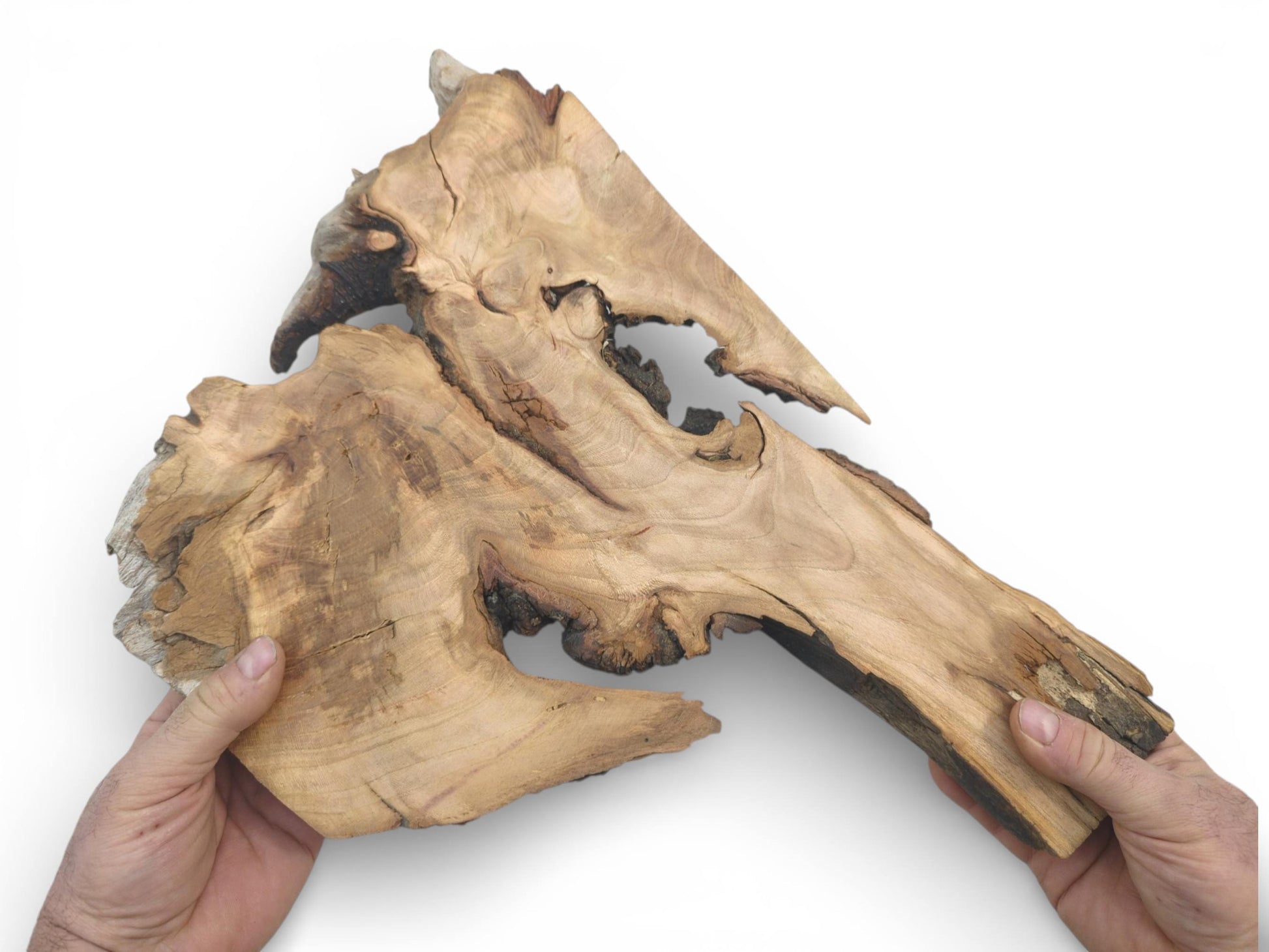 Two hands hold up an unprocessed wild cherry slab, highlighting its fluid, asymmetrical live edge.