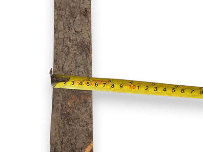 A measuring tape is stretched horizontally across a cherry slab, showing the width of its bark surface.