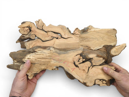 A person holds a single cherry root slab, contrasting its smooth, pale wood with darker bark.