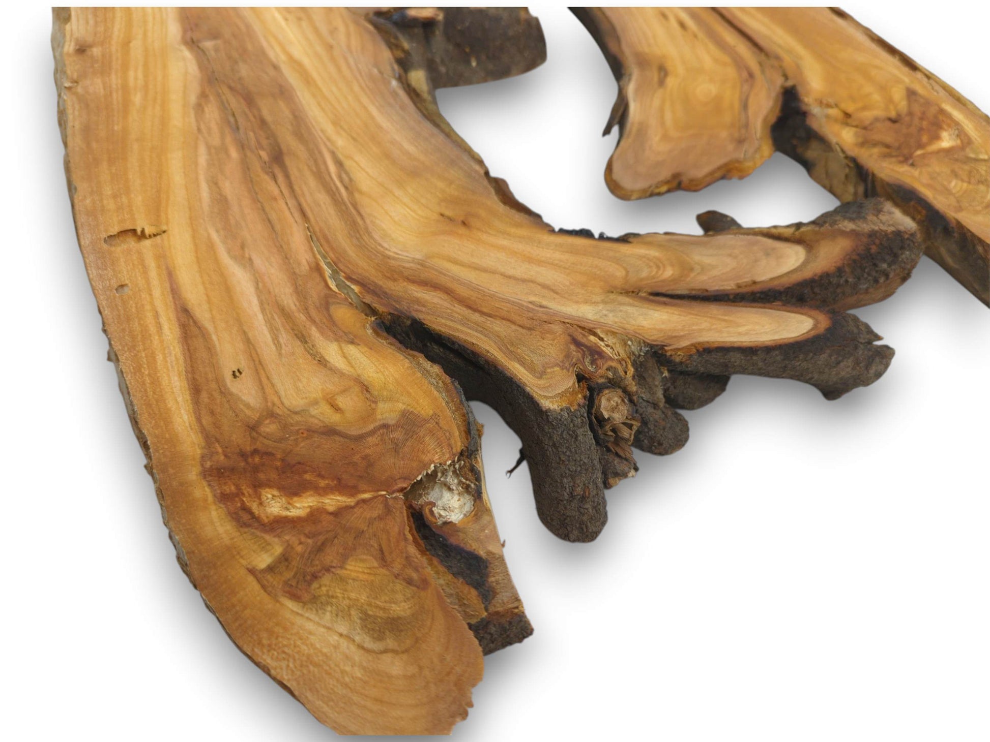 A close view of two wild cherry wood slices showing their knotty structure and swirling grain.