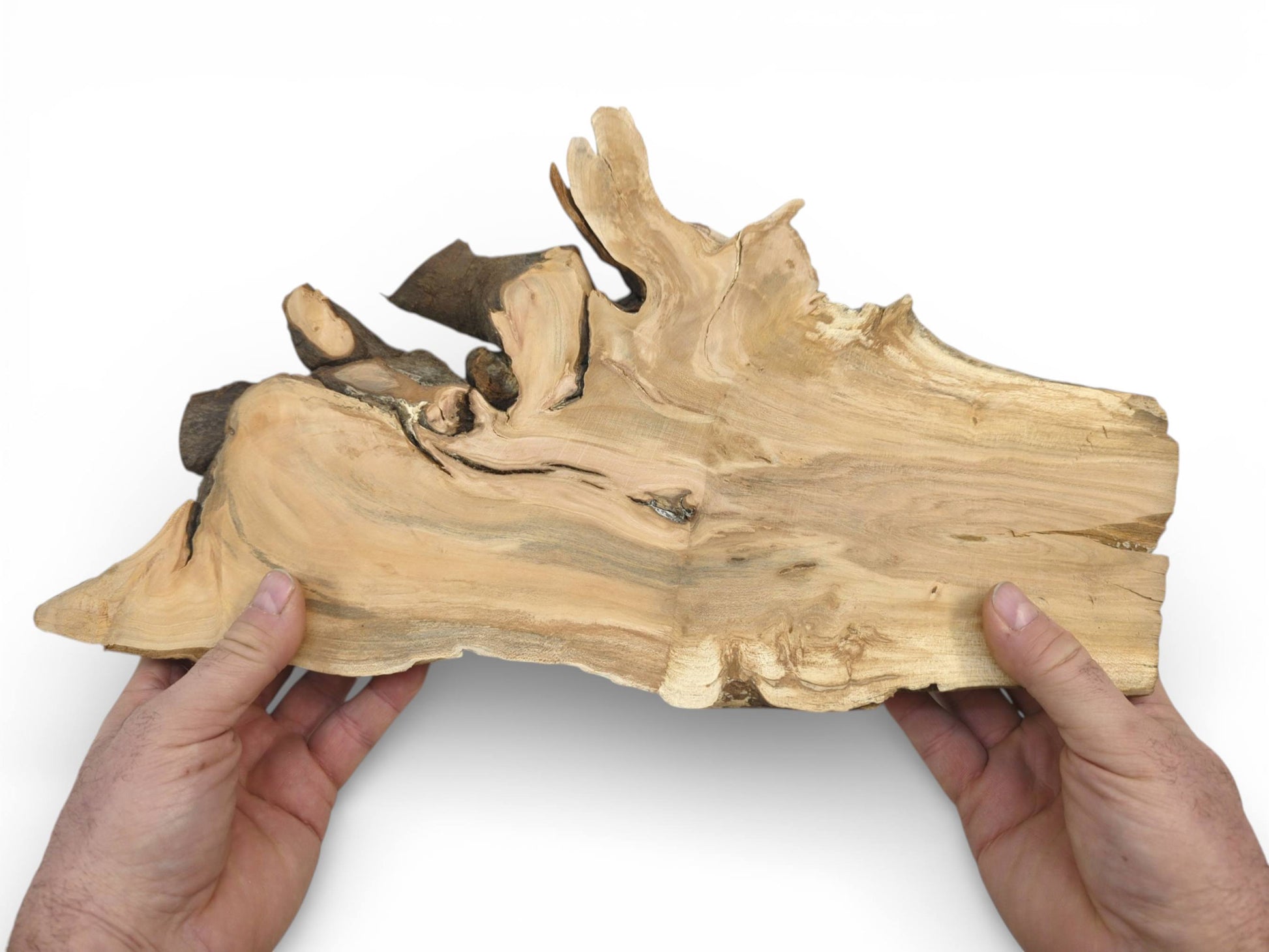 Two hands hold a wide wild cherry slab, showcasing its complex, raw upper edge and grain.