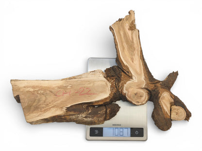 Overhead shot of a raw cherry wood burl on a digital scale indicating its 1087g weight.