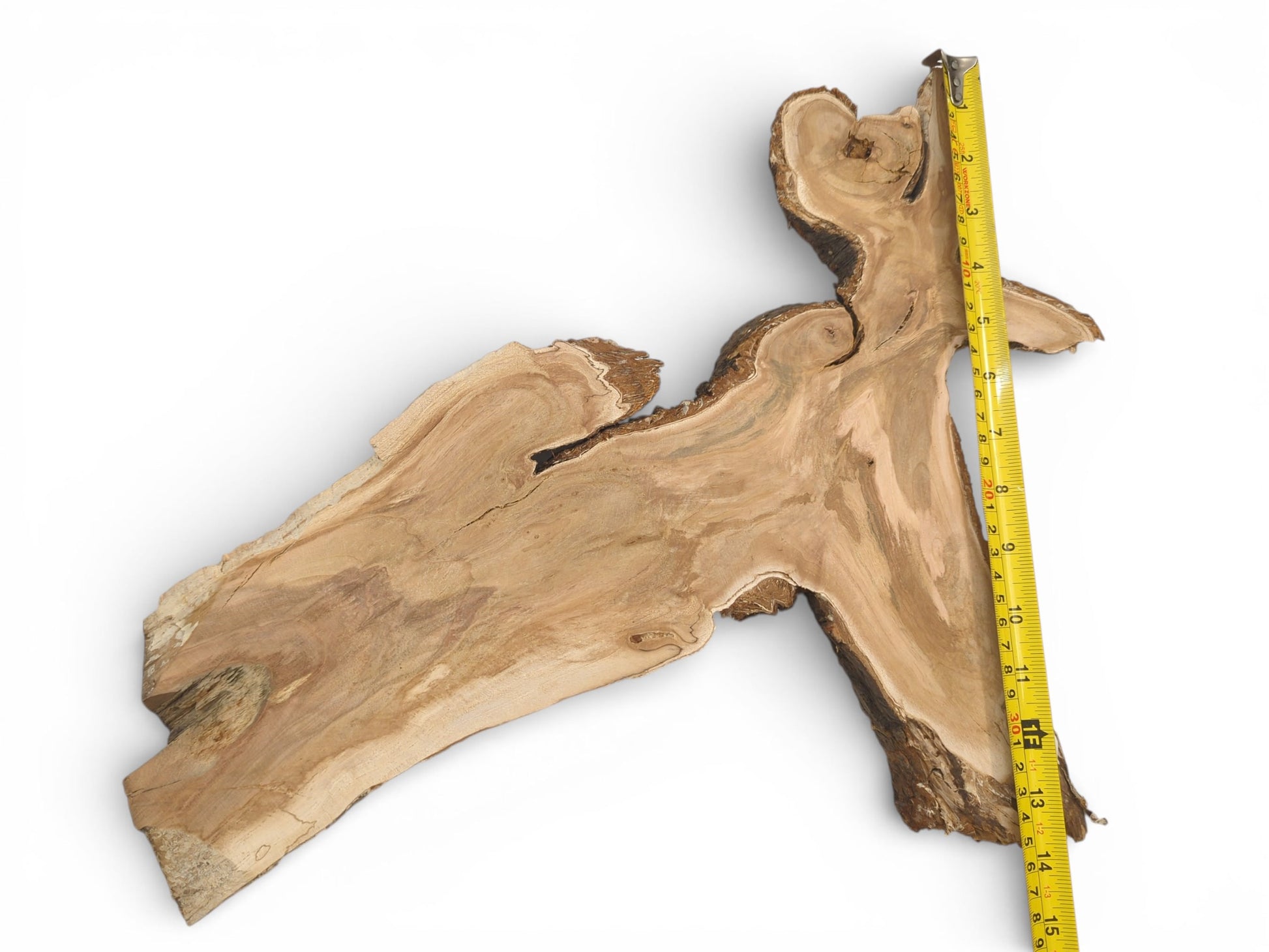 A yellow tape measure lays along the length of an asymmetrical wild cherry crotch-cut wood slab.