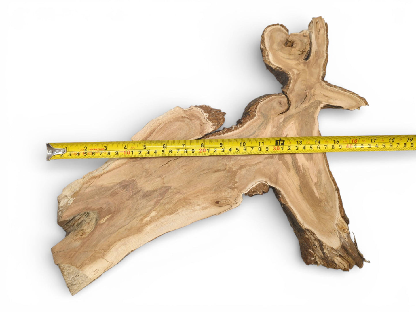 An overhead shot of an irregular wild cherry slab with a tape measure displaying its width.