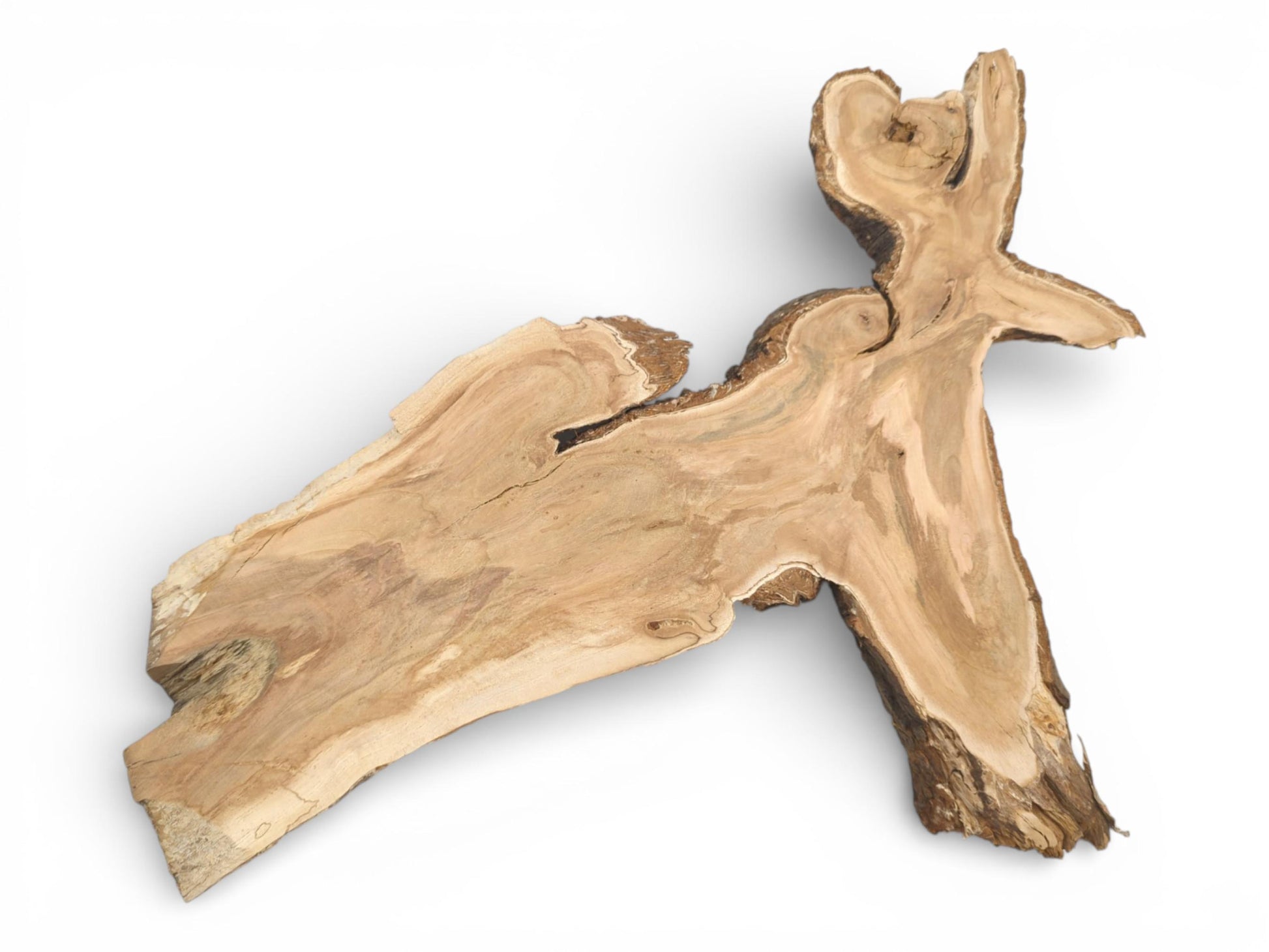 Angled top-down view of an entire, unfinished wild cherry crotch slab with a distinctive forked shape.