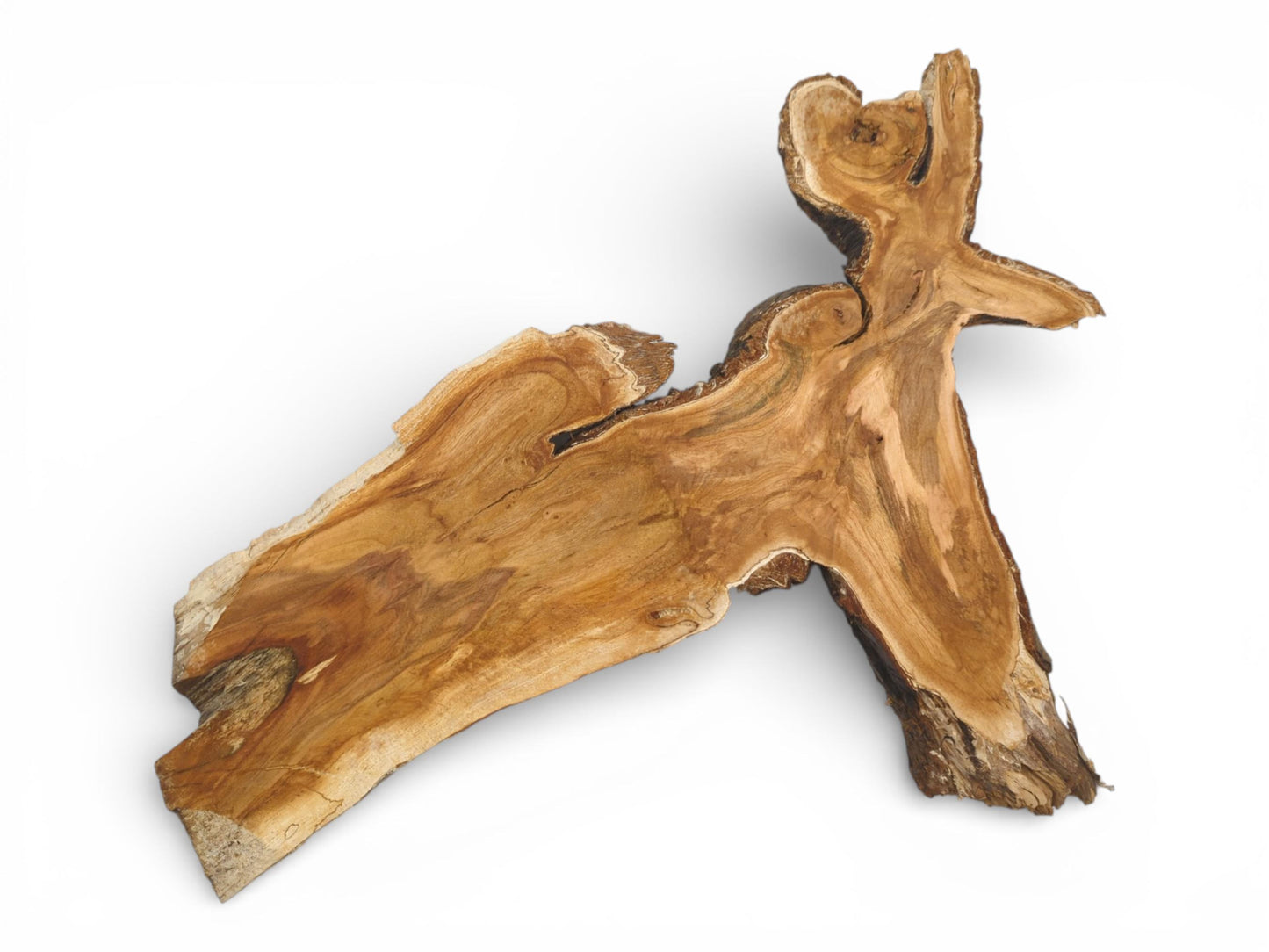 A wild cherry crotch section with a branching form and swirling grain, isolated on a white backdrop.
