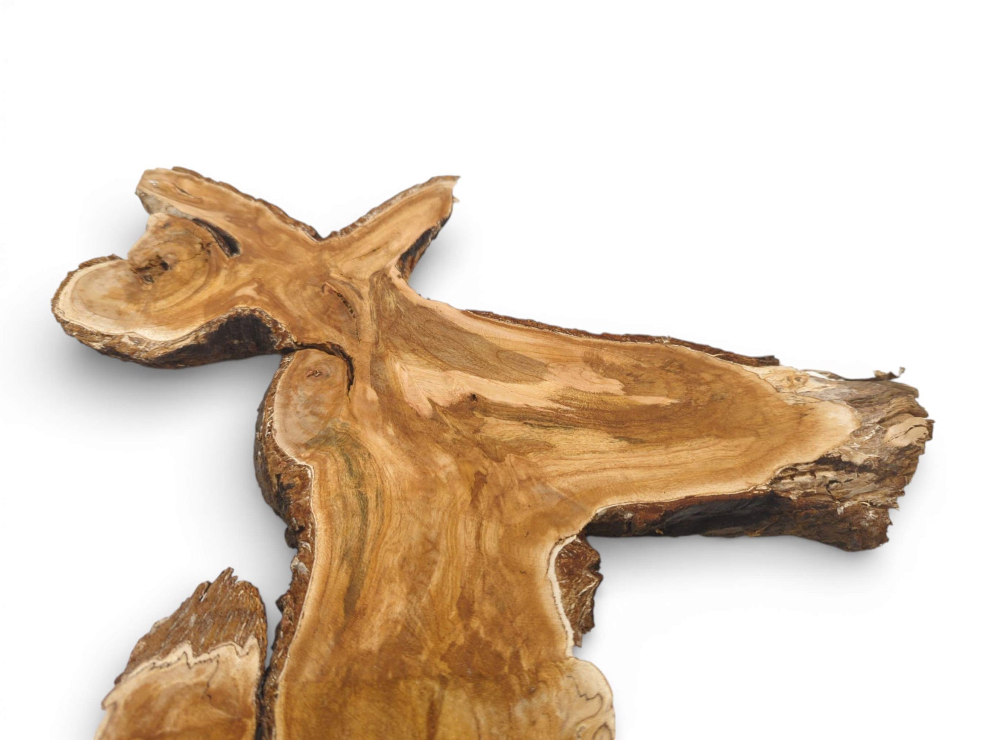 A specific section of a wild cherry crotch cut reveals its unusual, forked shape and grain.