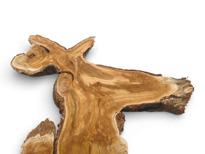 A specific section of a wild cherry crotch cut reveals its unusual, forked shape and grain.