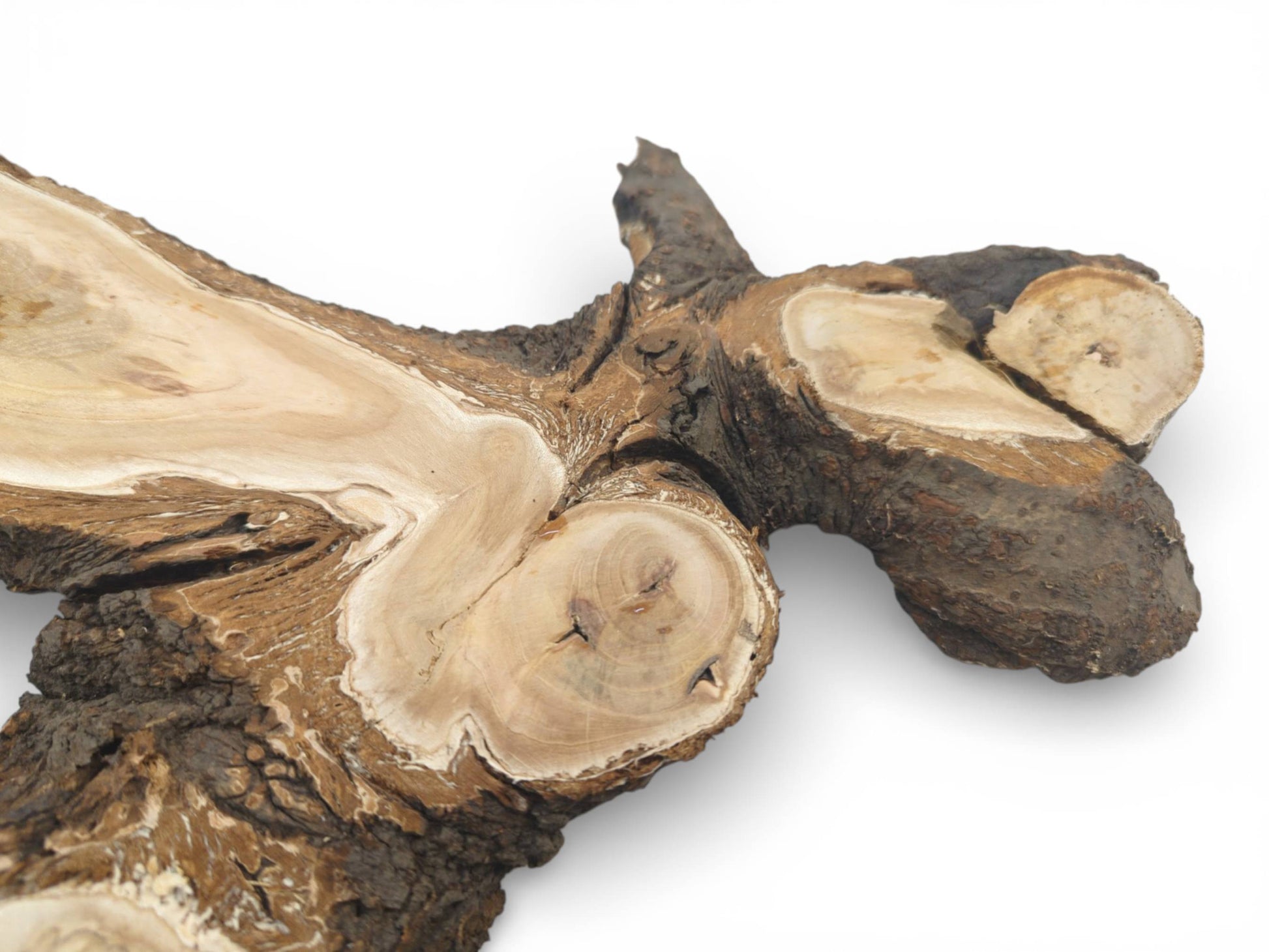 Angled profile of a wild cherry crotch section displaying smooth cuts against its rugged, dark bark.