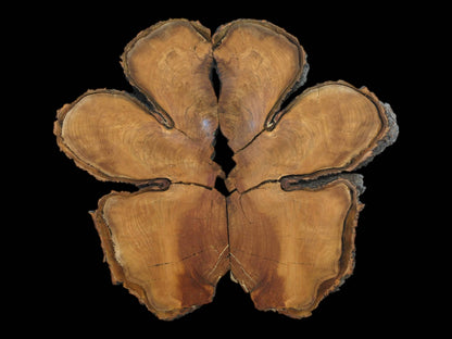 A cracked timber cross-section in six pieces reveals concentric grain and a rugged perimeter.