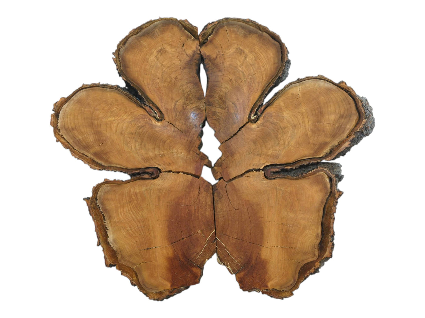 Six fractured wood pieces with visible growth rings form a symmetrical five-lobed floral shape.