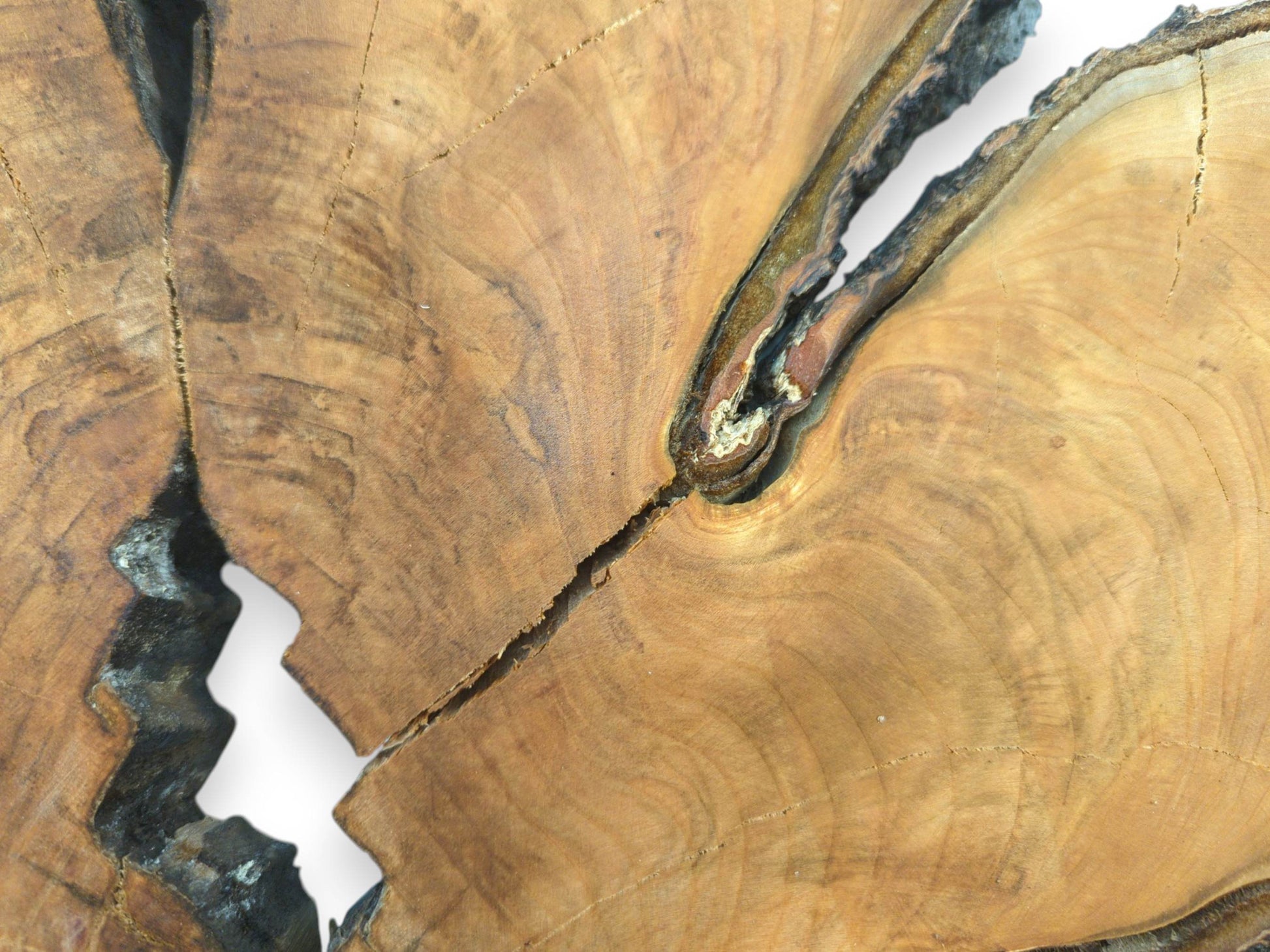 A close-up on a fractured timber disc reveals a dark, layered fissure and concentric figuring.
