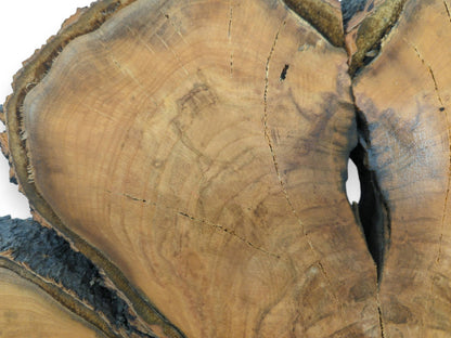 An overhead view captures a split timber section with a dark void and radiating fissures.