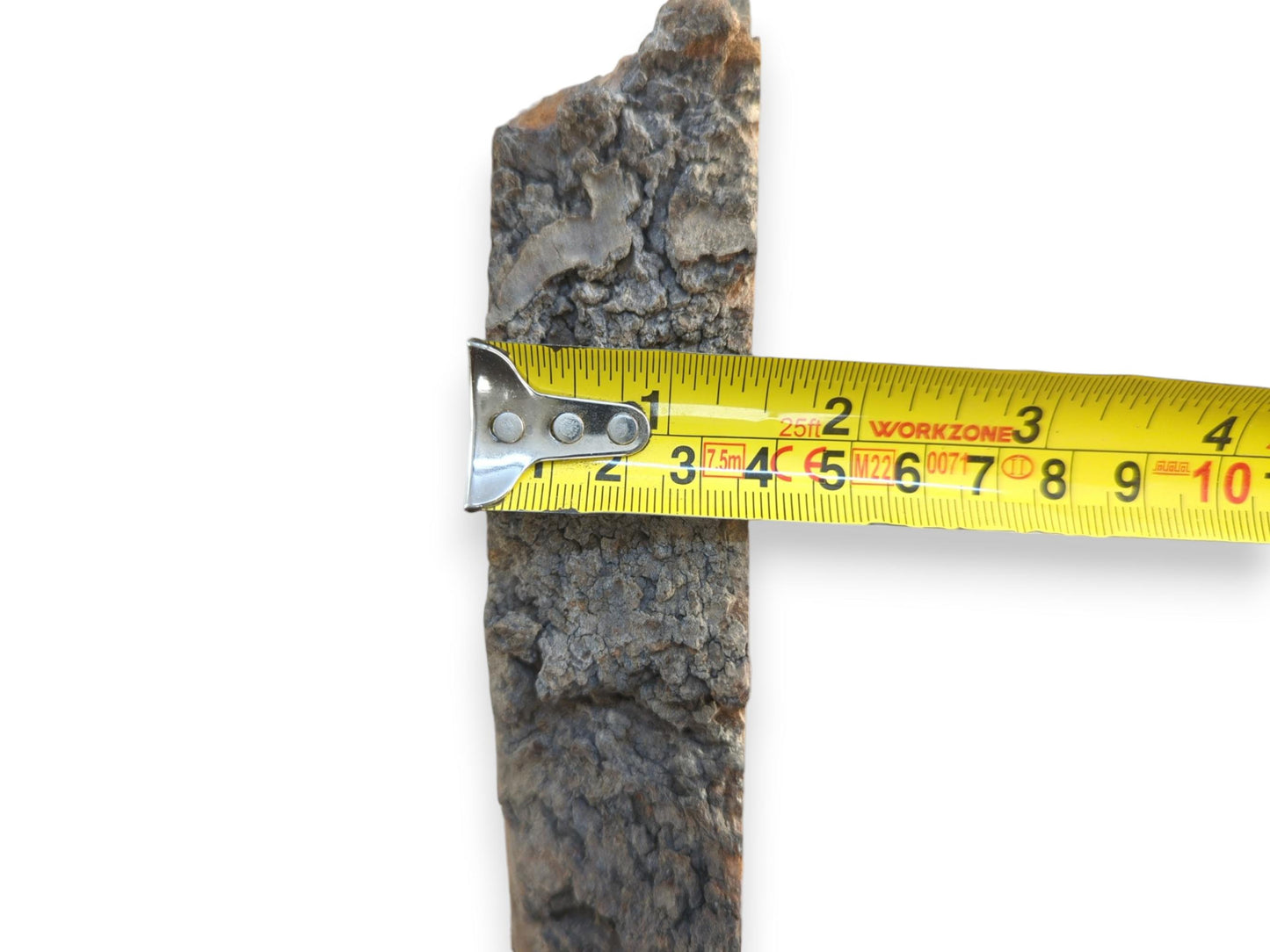A yellow measuring tape is held against the deeply fissured, dark bark of a wood slab.