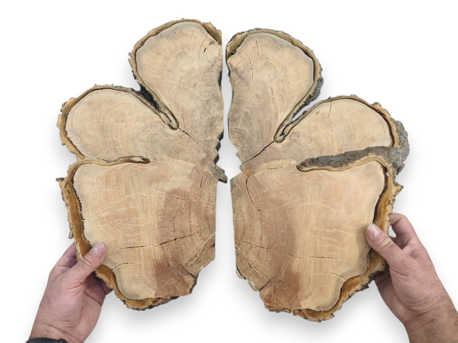 A pair of hands holds a large, fractured wood cross-section with a lobed, bark-covered edge.