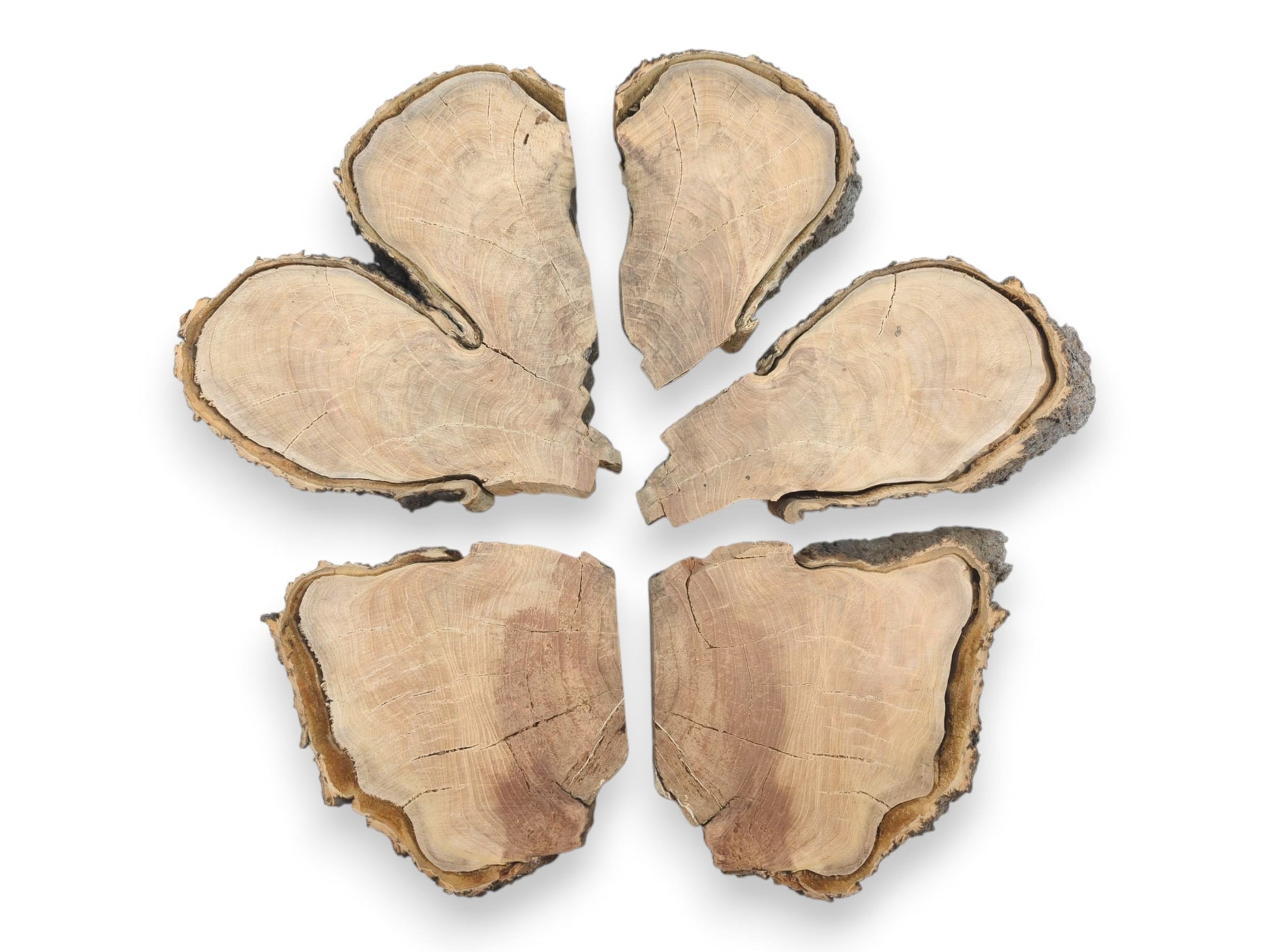 An exploded view of a wood round, its six segments showing pale grain and dark bark.