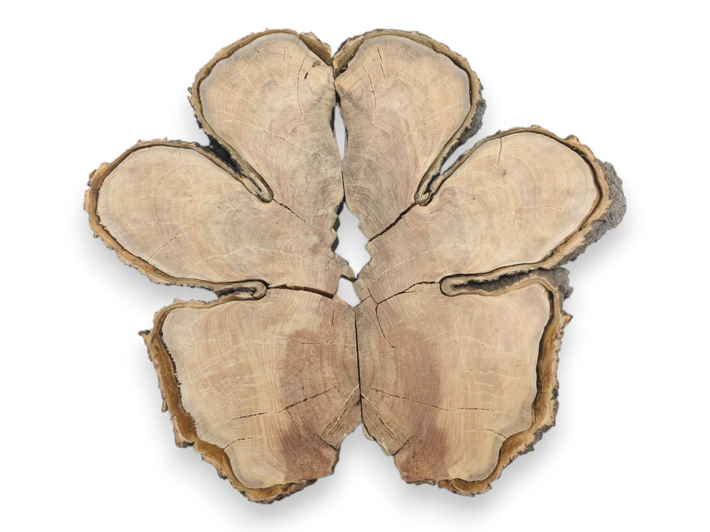 A fissured wood round, broken into six pieces, forms a symmetrical, flower-like arrangement.