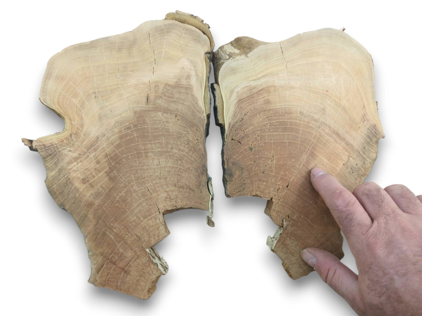 Two irregular cherry wood slices with visible growth rings and cracks, a hand points to one.