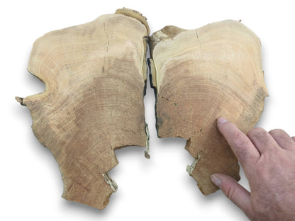 Two irregular cherry wood slices with visible growth rings and cracks, a hand points to one.