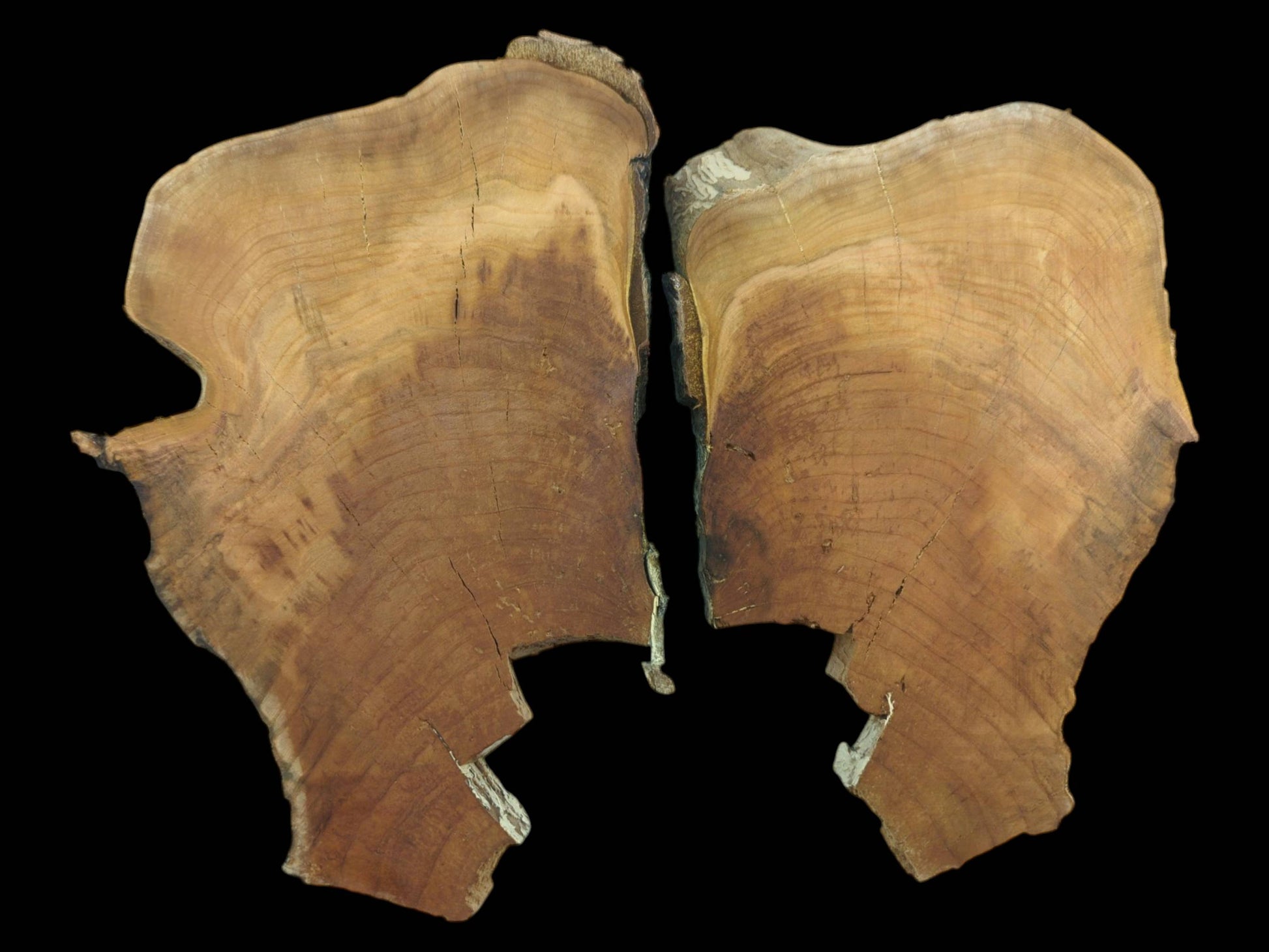 Two irregular cherry wood slices with visible growth rings and natural cracks on a black background.