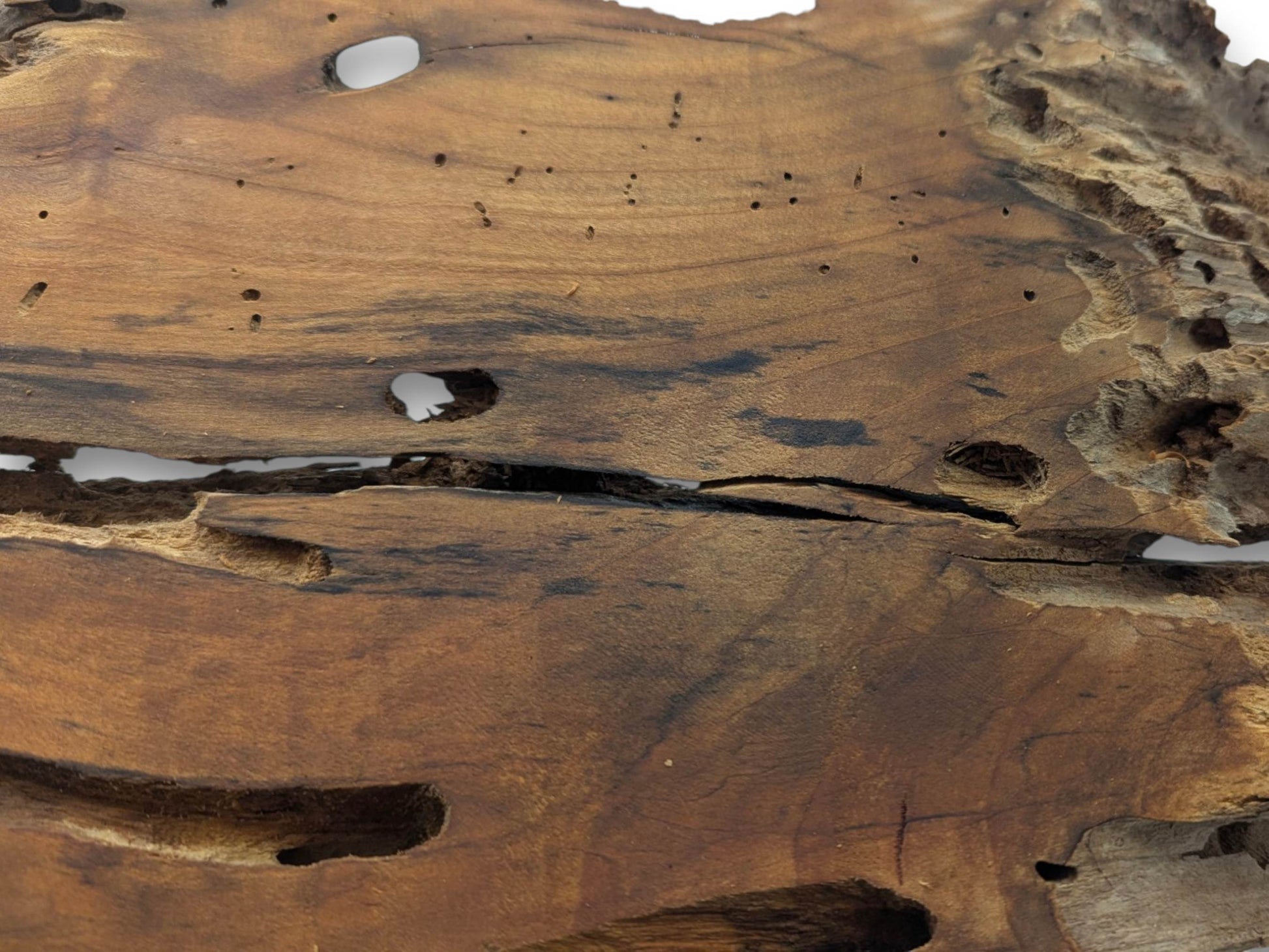 A close-up of a cherry wood slab with many holes, cracks, and a rough texture.