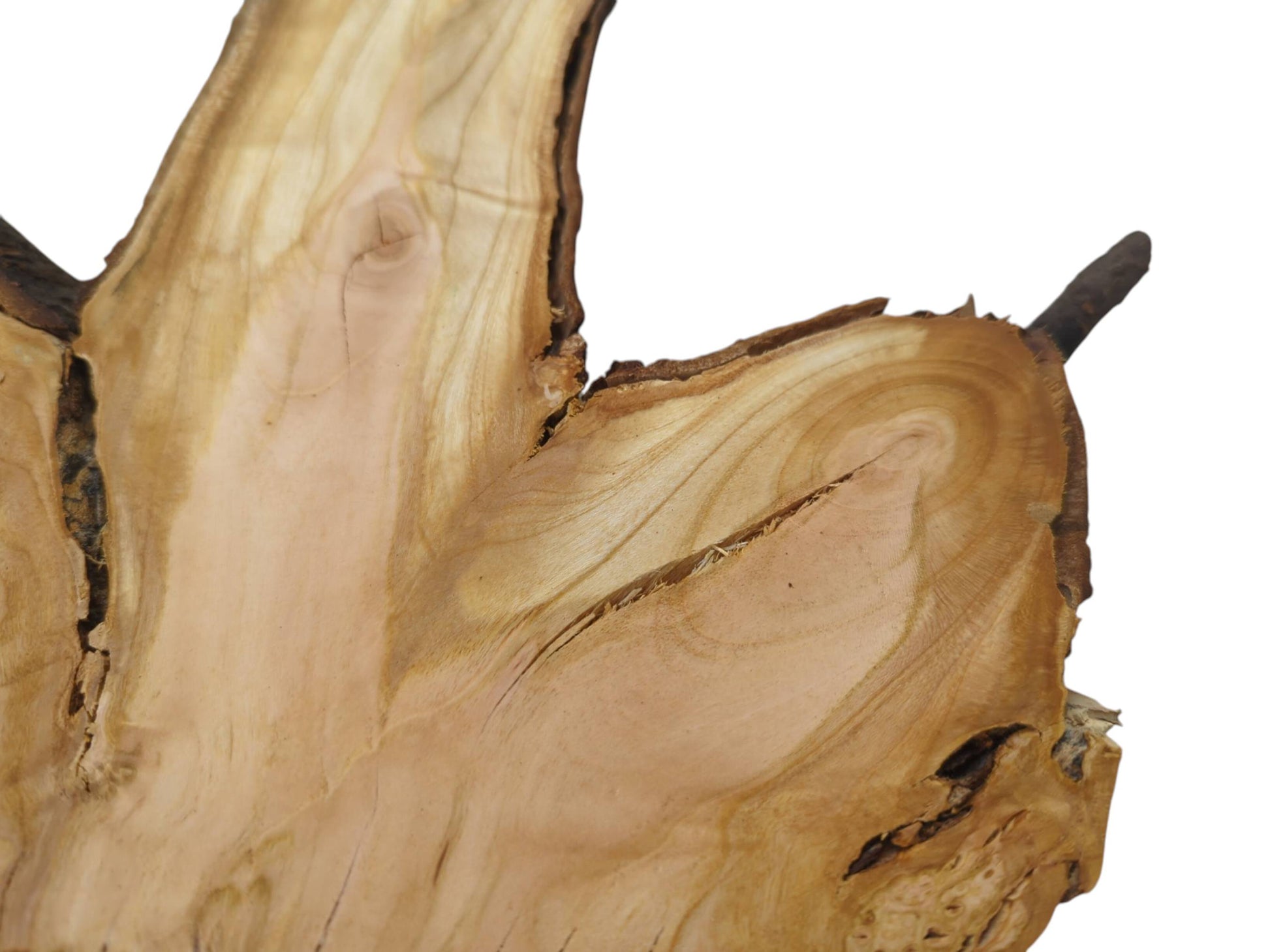 A close-up of a light brown wood slice with a natural bark edge and prominent grain.