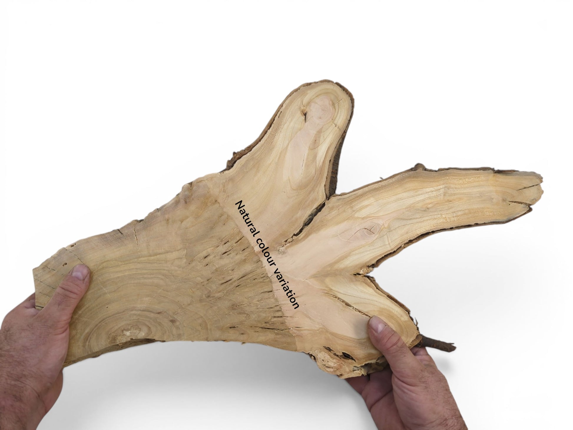Two hands hold a light-colored, irregularly shaped wild cherry wood slice with natural color variation.