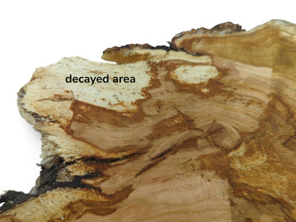 Close-up of a cherry wood slab showing a light decayed area and rich brown grain patterns.