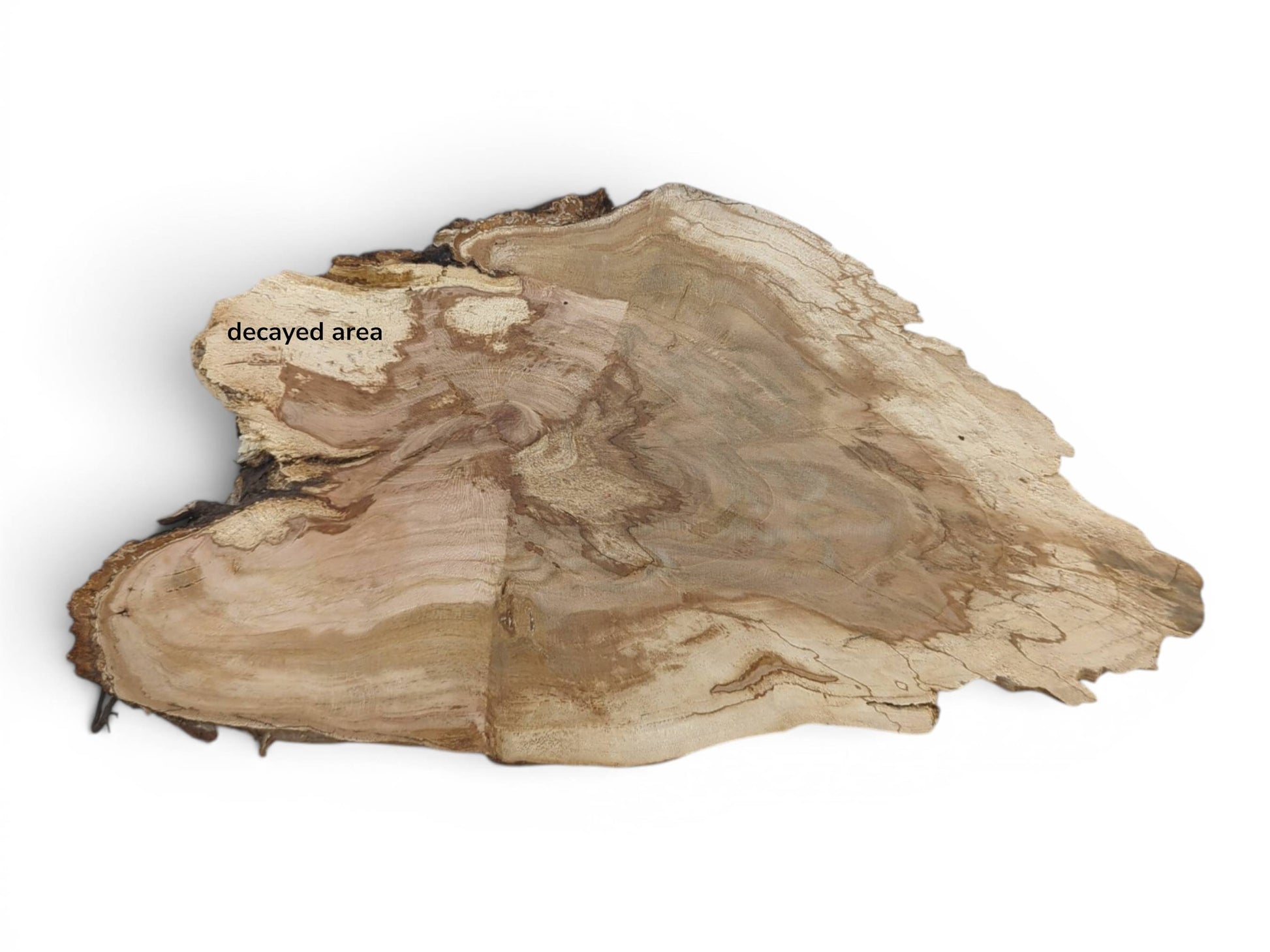 An irregularly shaped wild cherry wood slab with a decayed area and visible grain patterns.