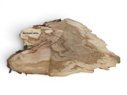 An irregularly shaped wild cherry wood slab with a decayed area and visible grain patterns.