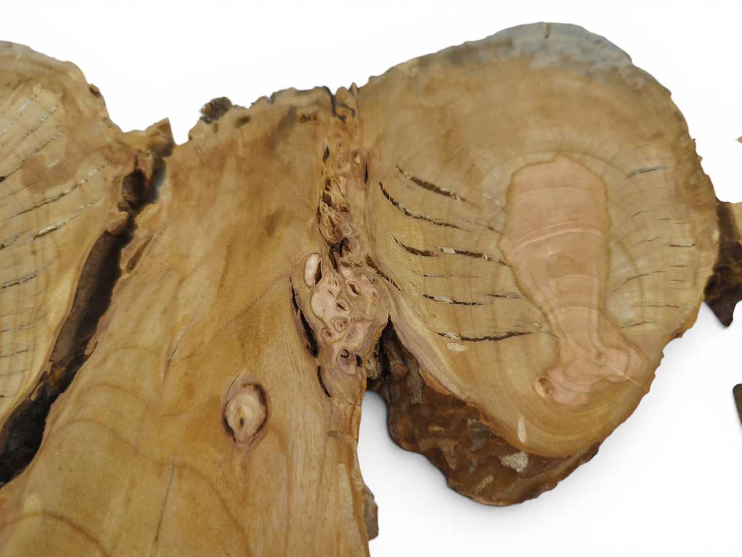 Close-up of a light brown wild cherry wood slice with natural cracks and a live edge.