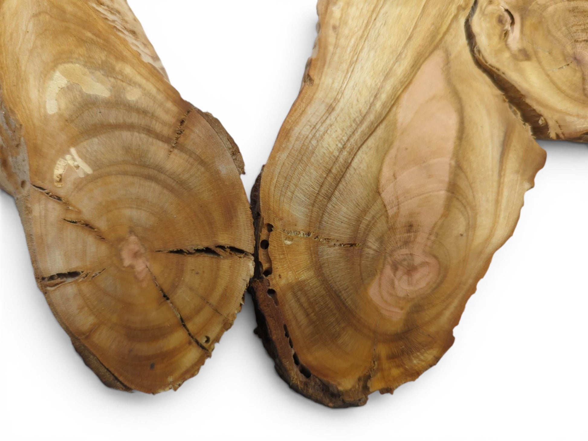 Close-up of two raw wild cherry wood slices with visible growth rings and natural cracks.