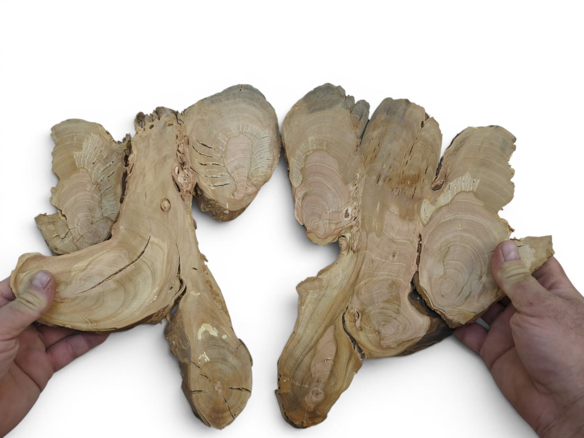 Two hands holding two irregularly shaped wild cherry wood slices with visible growth rings.