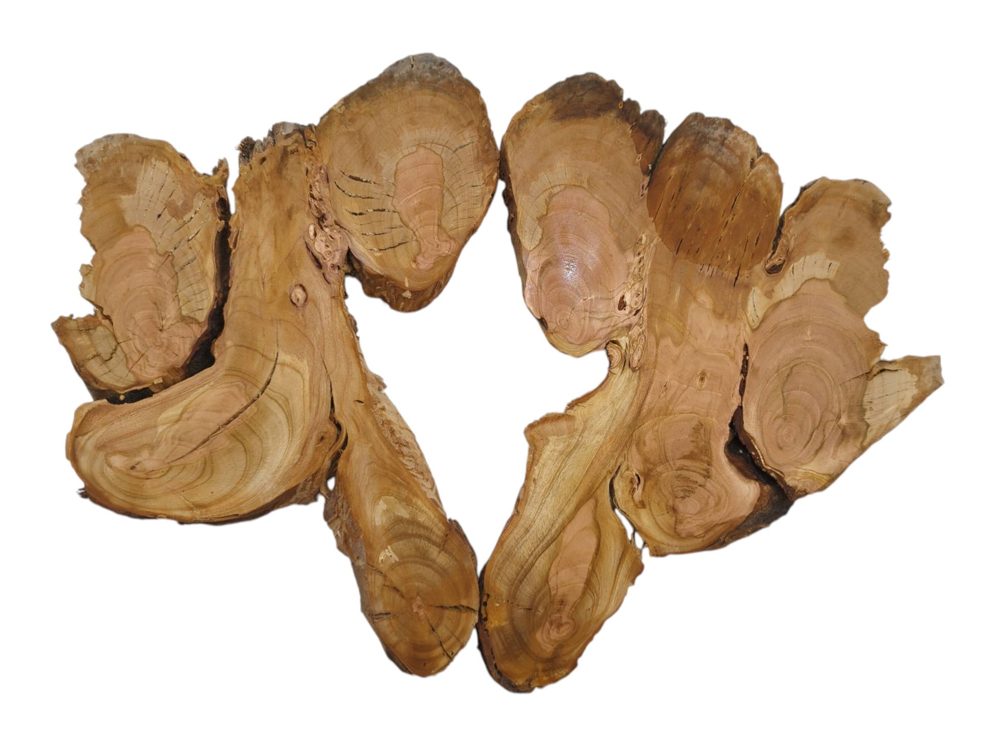 Two irregularly shaped wild cherry wood slices with visible growth rings and natural edges.