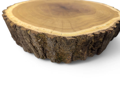 View of a planed wood disc, golden-brown end grain, prominent growth rings, subtle cracks, and rough bark.