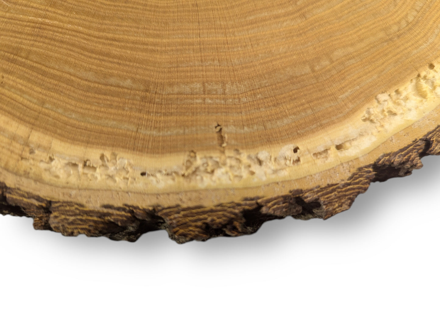 Wood slice end grain displays golden-brown concentric rings, porous lighter wood, and dark, rugged bark.