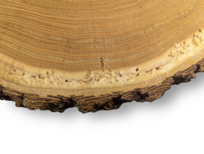 Wood slice end grain displays golden-brown concentric rings, porous lighter wood, and dark, rugged bark.