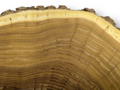 Close-up of a wood slice's end grain, displaying golden-brown rings, light sapwood, textured bark, and fine cracks.
