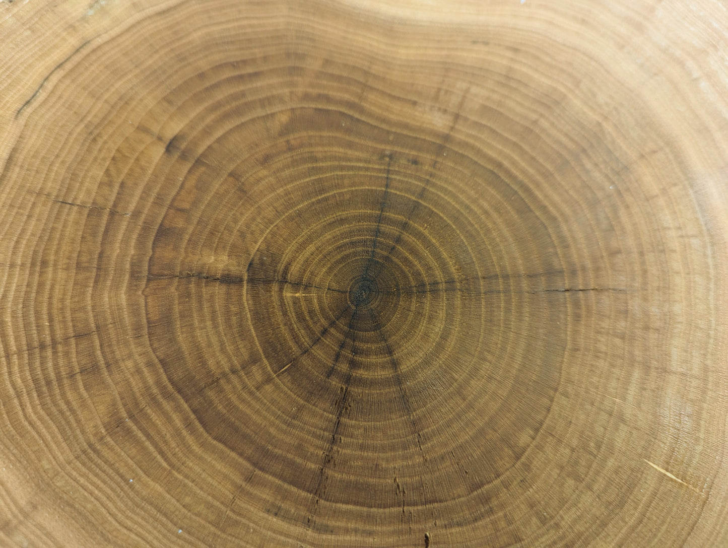 Golden-brown wood end grain, displaying distinct concentric growth rings and several faint radial cracks.