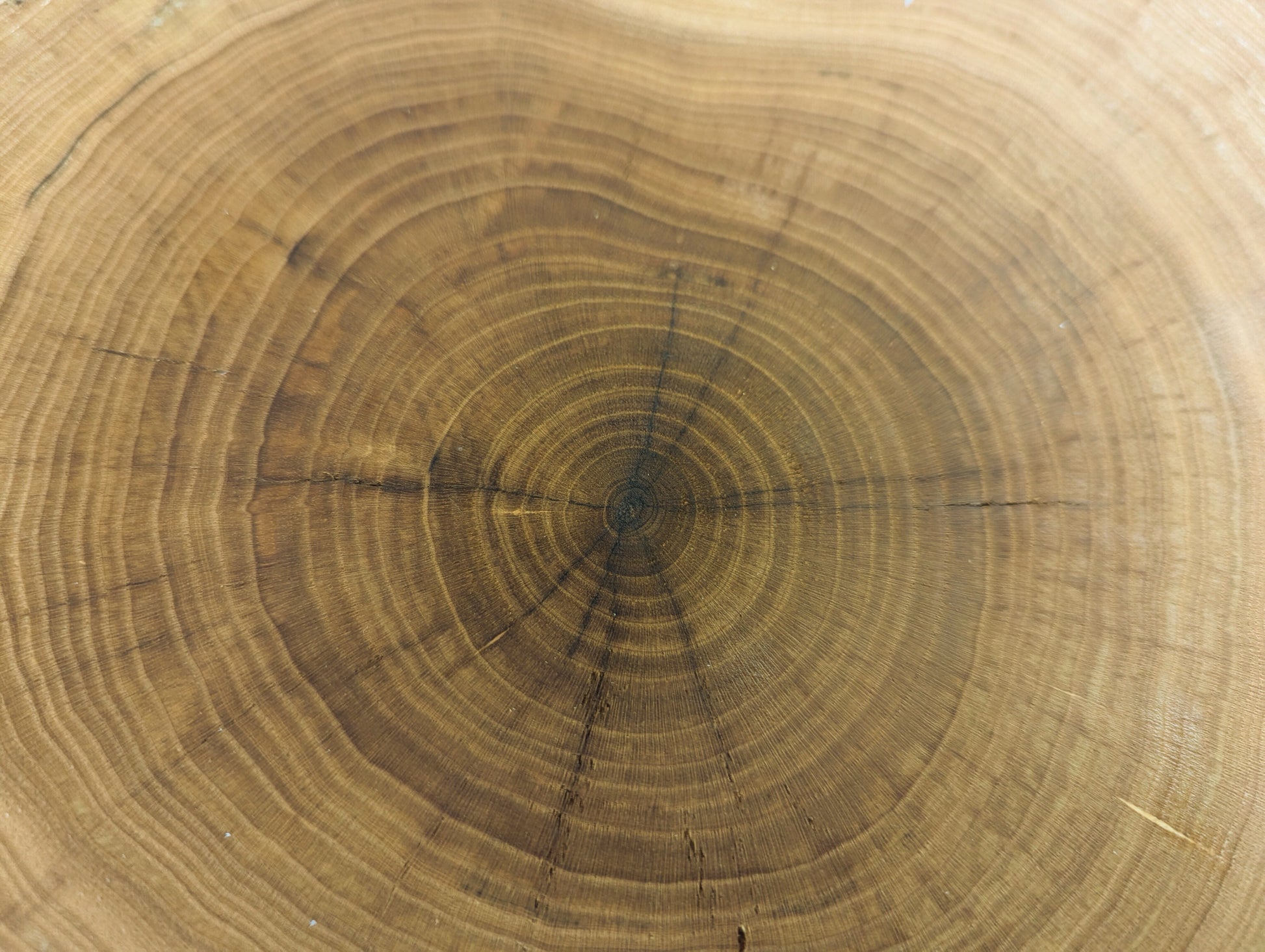 Golden-brown wood end grain, displaying distinct concentric growth rings and several faint radial cracks.