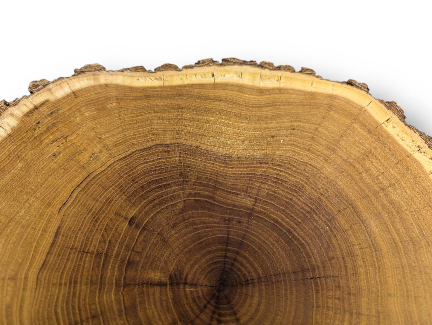A golden-brown tree slice reveals intricate concentric growth rings, a textured bark edge, and subtle radial cracks.