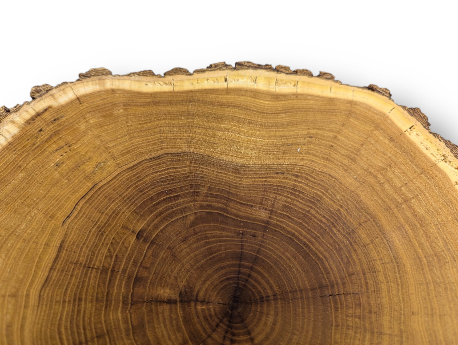 A golden-brown tree slice reveals intricate concentric growth rings, a textured bark edge, and subtle radial cracks.