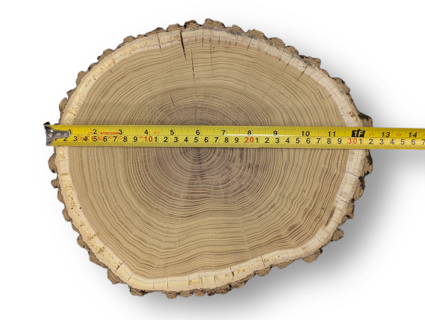 Round wood slice, light brown end grain, displaying growth rings, radial cracks, bark, and yellow measuring tape.