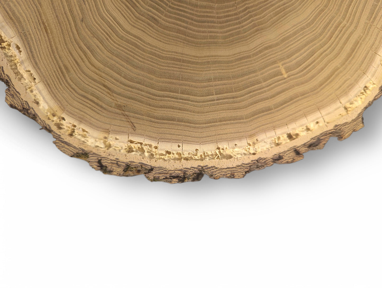 Partial light brown wood round displays end grain, concentric rings, rough bark, and visible radial cracks.