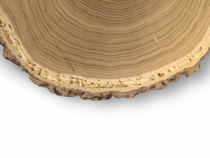 Partial light brown wood round displays end grain, concentric rings, rough bark, and visible radial cracks.