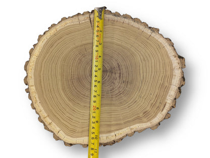 Oval wood cookie end grain, prominent growth rings, radial cracks, rough bark, with a yellow measuring tape.