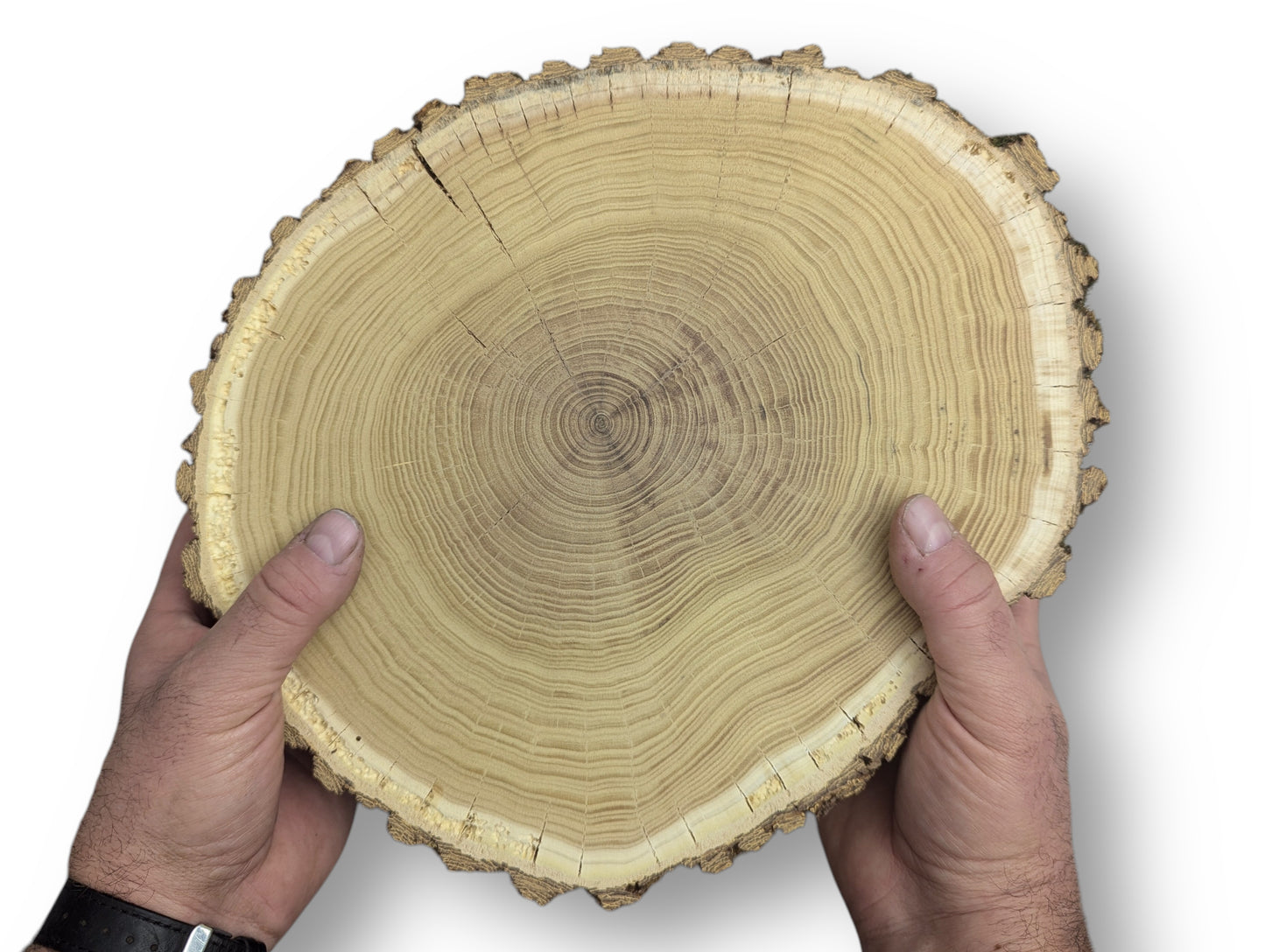 Light brown wood slice with bark edge, concentric growth rings, and radial cracks, held by hands.