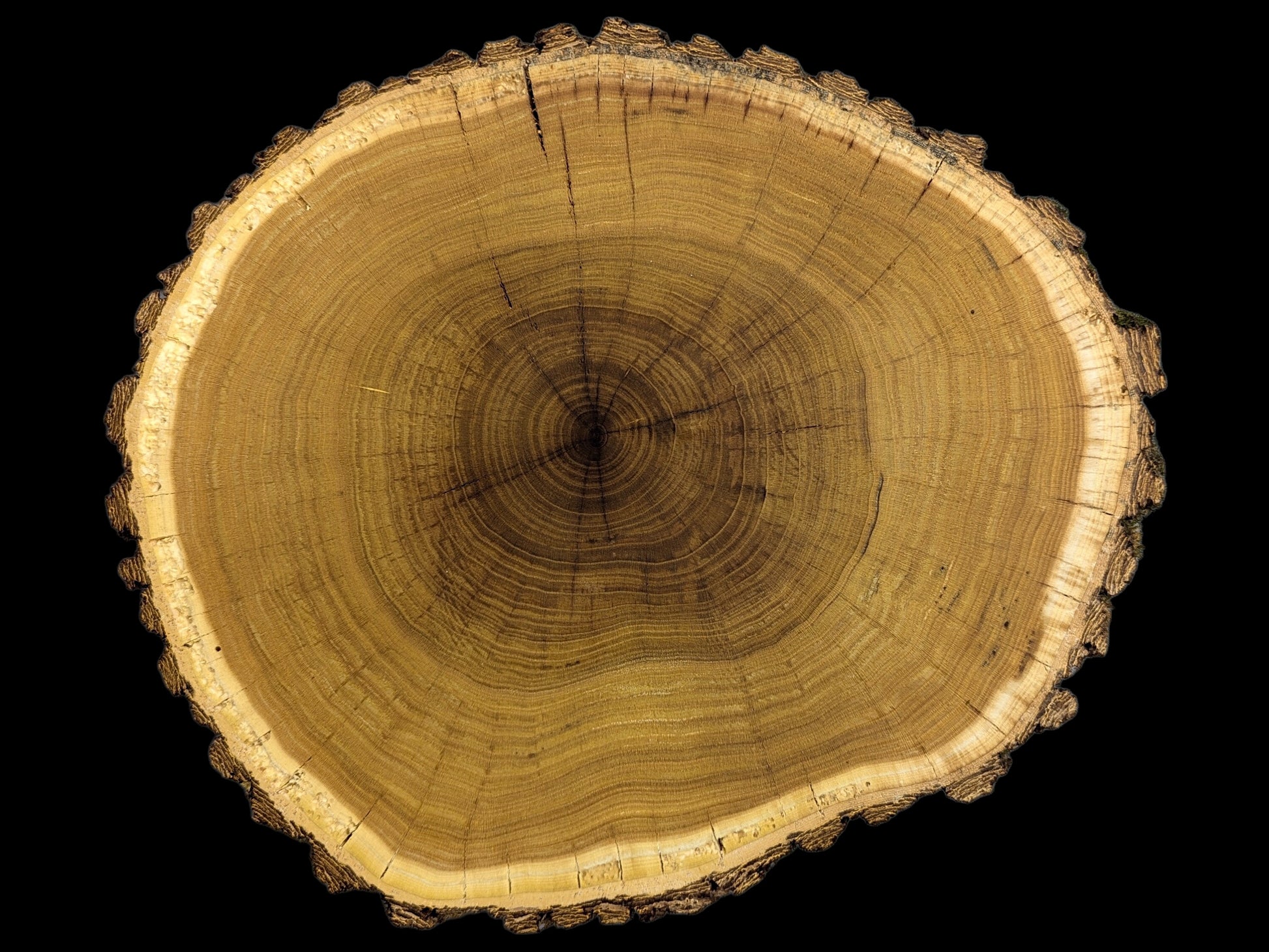 Natural tree slice, planed, showcasing golden-brown end grain, prominent growth rings, radial cracks, and rough bark.